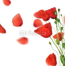 Naklejki Poppy with flying petals over white
