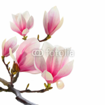 Naklejki plant on white magnolia