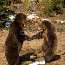 Fototapety orsi bruni che giocano