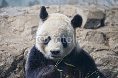 giant panda while eating bamboo
