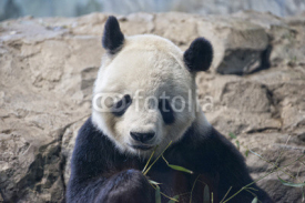 Naklejki giant panda while eating bamboo