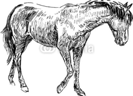 Naklejki sketch of horse