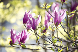 Naklejki Blooming magnolia