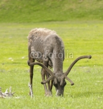 Fototapety caribou feeding