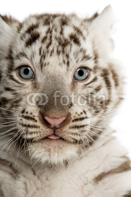 Close-up of a White tiger cub,2 months old