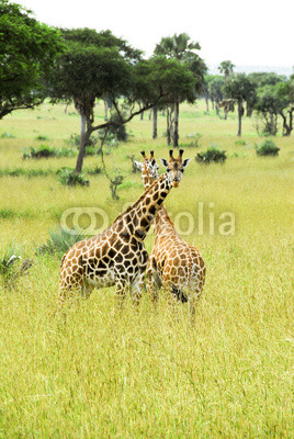 Rothschild giraffes, Murchison Falls National Park (Uganda)