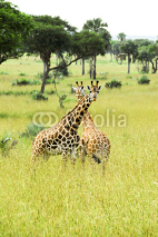 Naklejki Rothschild giraffes, Murchison Falls National Park (Uganda)