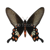 Fototapety Rose Swallowtail Butterfly