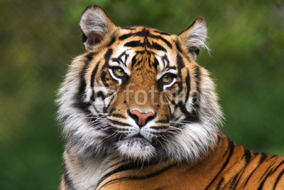 Portrait of a bengal tiger