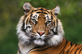 Fototapety Portrait of a bengal tiger