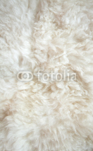 Fototapety sheep wool background