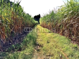 Naklejki sugar cane field separated by grass road