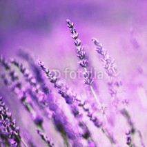 Naklejki Beautiful lavender flower