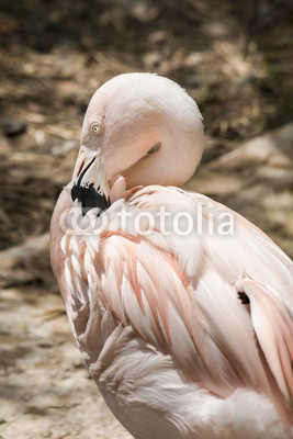 Portrait of red flamingo, close up