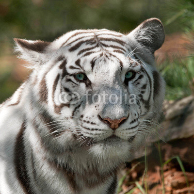 Tigre blanc royal (Panthera tigris)