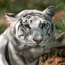 Fototapety Tigre blanc royal (Panthera tigris)