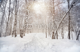 Fototapety Winter birchwood