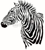 Naklejki Animal illustration of vector zebra silhouette