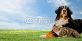 Naklejki Dog and cat friends together on grass