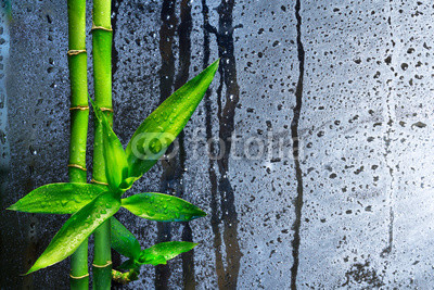 stalks bamboo on wet glass