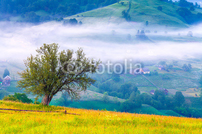 Lonely tree in the misty morning in mountains