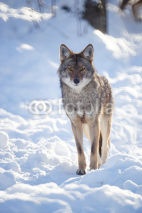 Fototapety Timber wolf