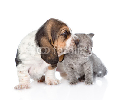 Kitten and basset hound puppy together. isolated on white backgr