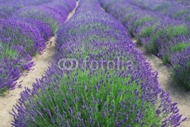 Naklejki Rows of Lavender Plants in a Field