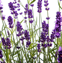 Naklejki closeup of lavender