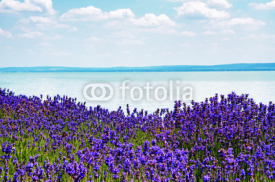 Naklejki Lavender at Lake Balaton,Hungary