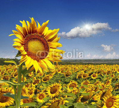 Field of sunflowers.