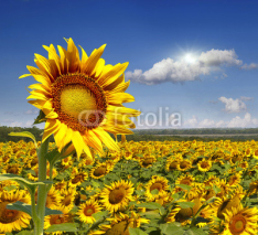 Naklejki Field of sunflowers.