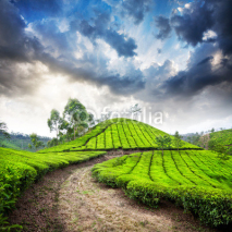 Naklejki Tea plantation in Munnar