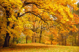 Naklejki Autumn / Gold Trees in a park