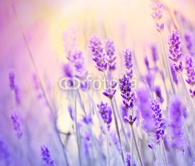 Lavender lit by sun rays