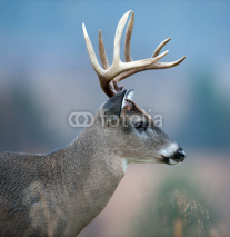 Obrazy i plakaty White-tailed deer buck