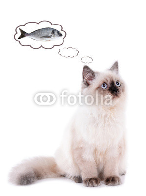 Beautiful cat dreaming of fish, isolated on white