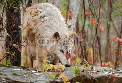 Blonde Wolf (Canis lupus) Climbs Over Rock