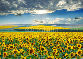 Fototapety Sunrise over sunflower fields