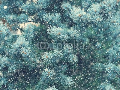 Snow fall in winter forest. Christmas new year magic. Blue spruce fir tree branches detail.