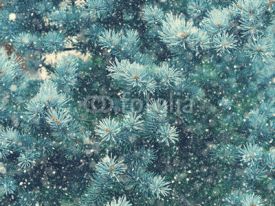 Fototapety Snow fall in winter forest. Christmas new year magic. Blue spruce fir tree branches detail.