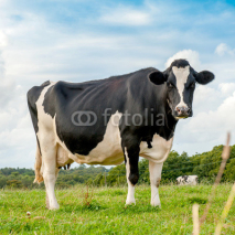 Naklejki Cow in meadow