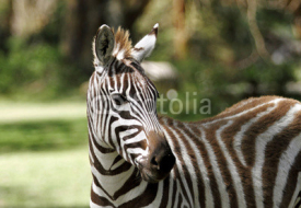Naklejki The striped beautiful Zebra
