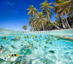 Fototapety Tropical island above and underwater