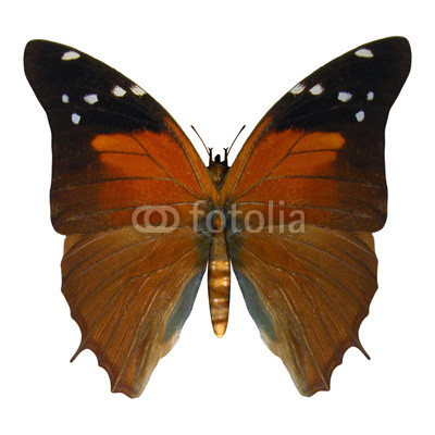 Russet Flipper Butterfly