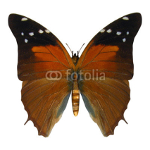 Fototapety Russet Flipper Butterfly