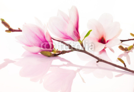 Fototapety Pink spring flowers with reflection