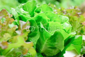 Naklejki hydroponics vegetable that need no ground for plant 