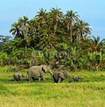 Fototapety African elephants