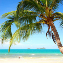 Fototapety coconut palm tree